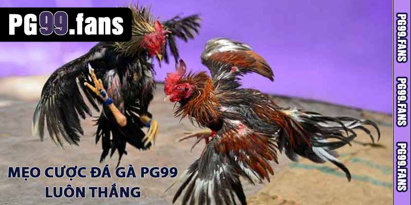 Mẹo cược đá gà PG99 luôn thắng