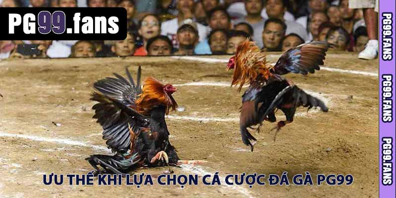 ưu thế khi lựa chọn cá cược đá gà pg99